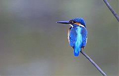 Common Kingfisher